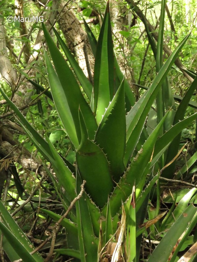 Agave angustiarum photo 8