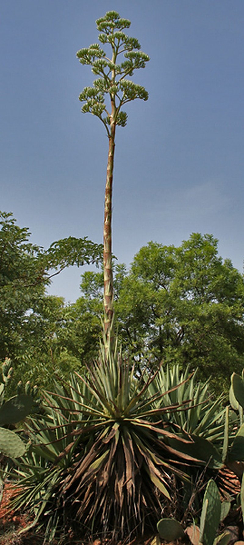 Century Plant photo 4