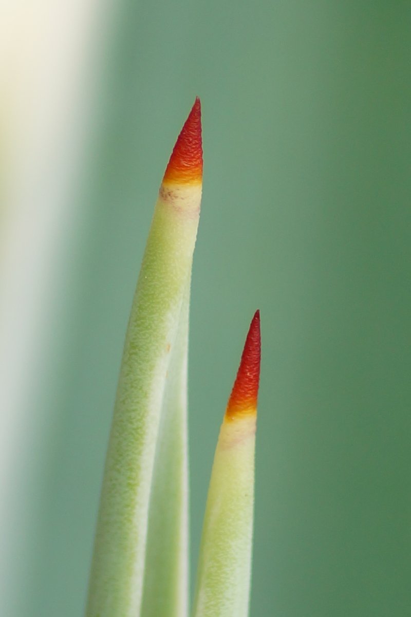 Century Plant photo 5