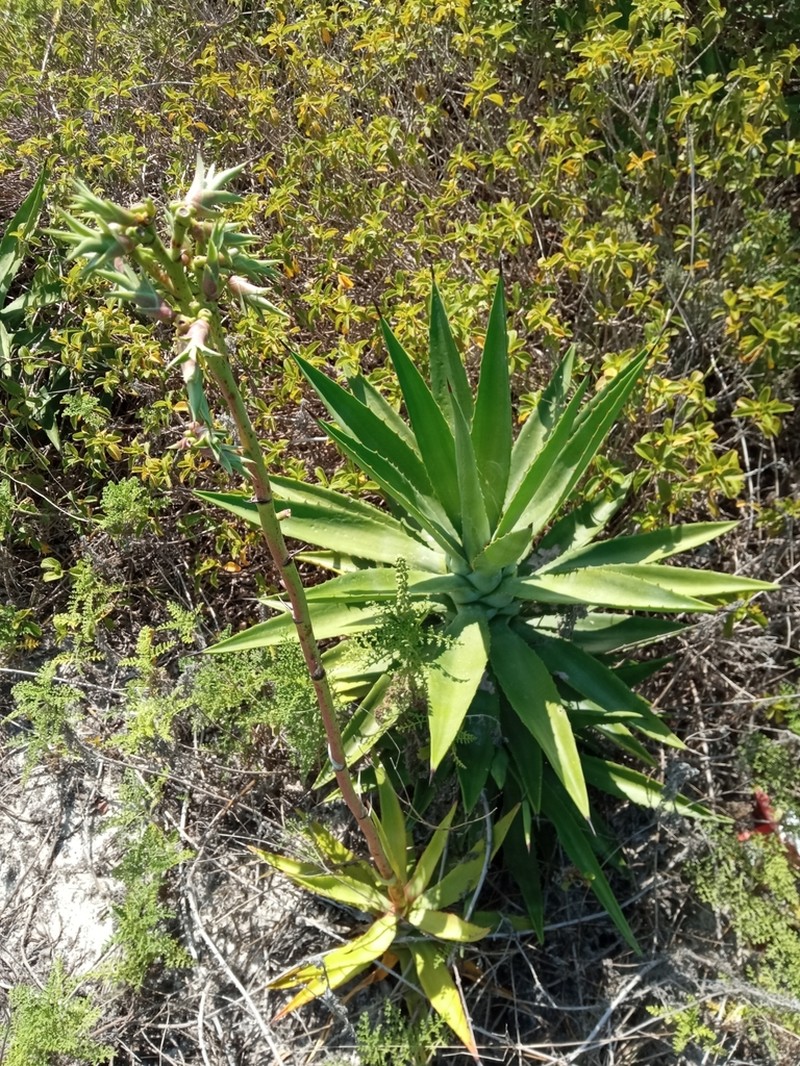Century Plant photo 6