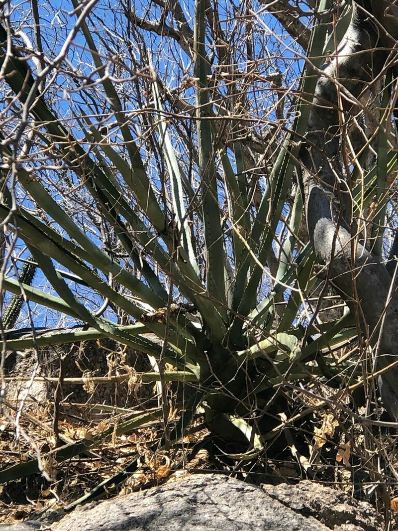 Century Plant photo 7