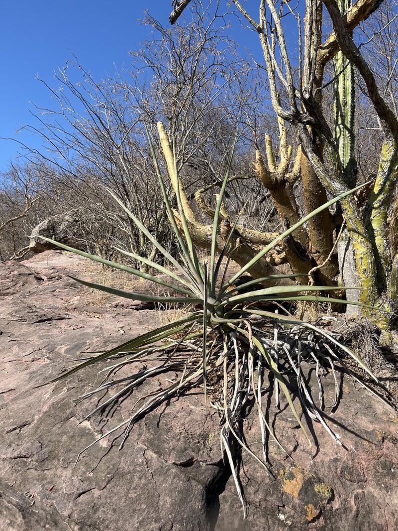Century Plant photo 8