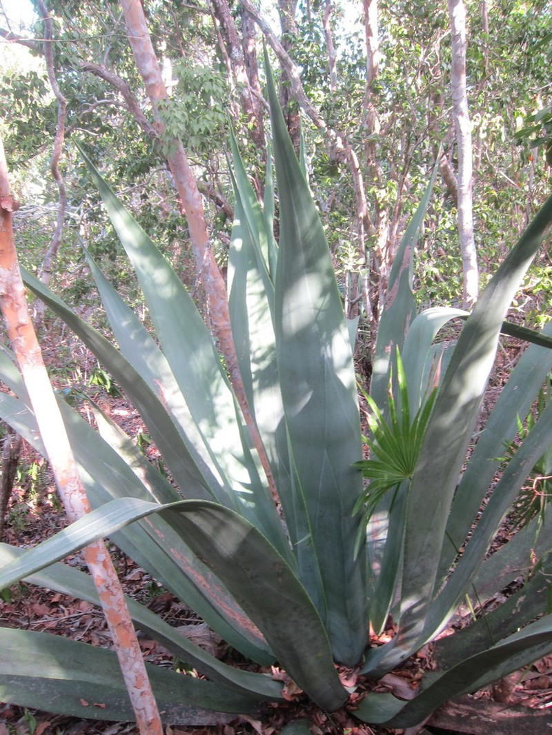 Agave anomala photo 2