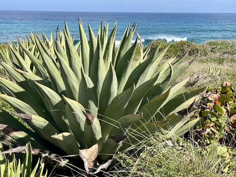 Agave anomala photo 4