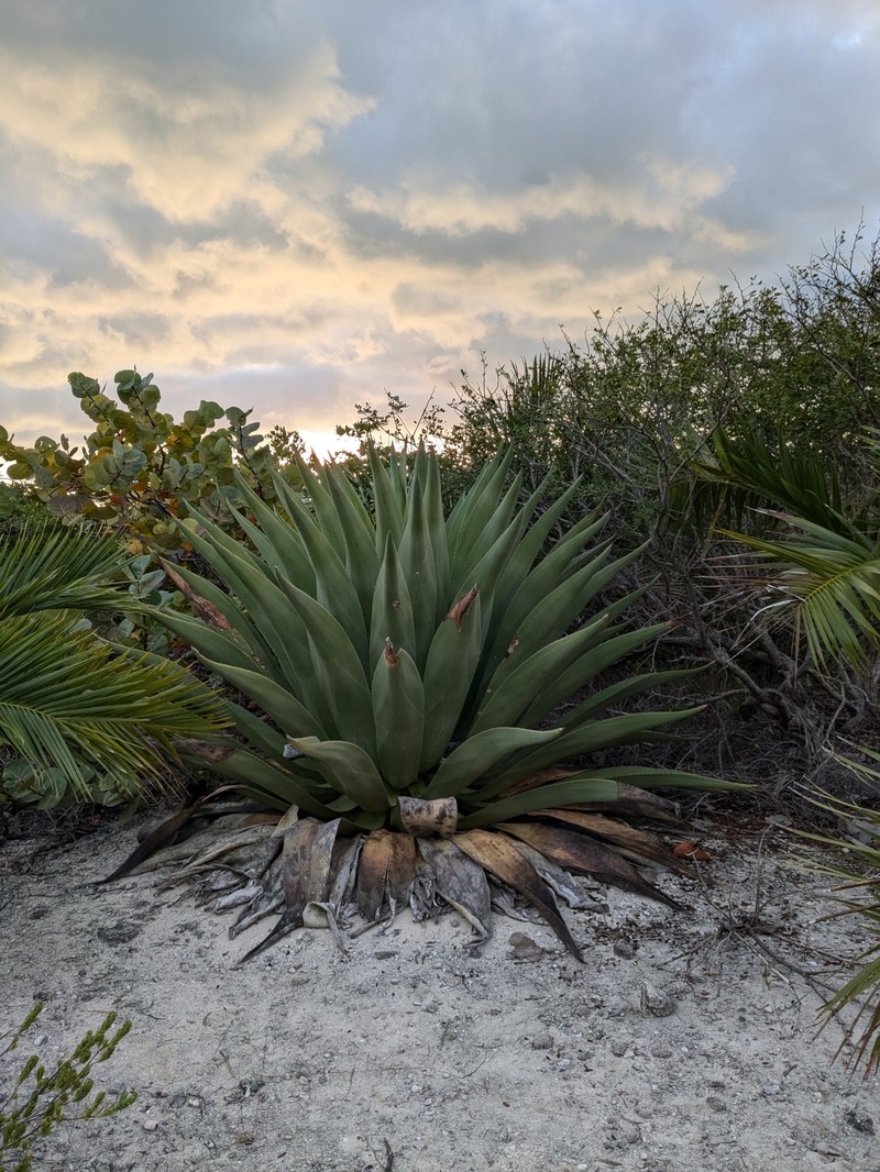 Agave anomala photo 5