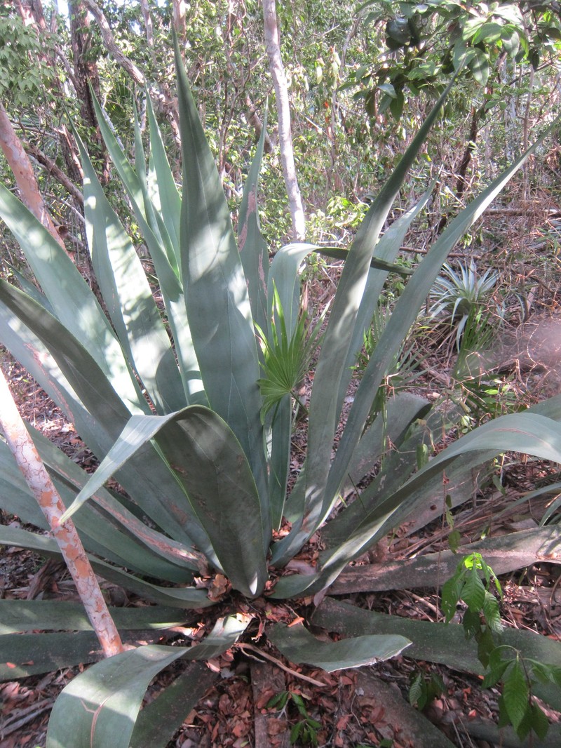 Agave anomala photo 7