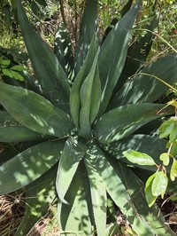 Agave antillarum