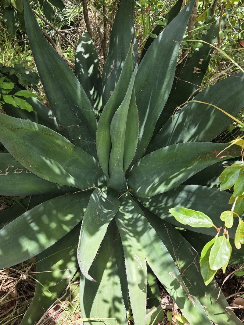 Agave antillarum
