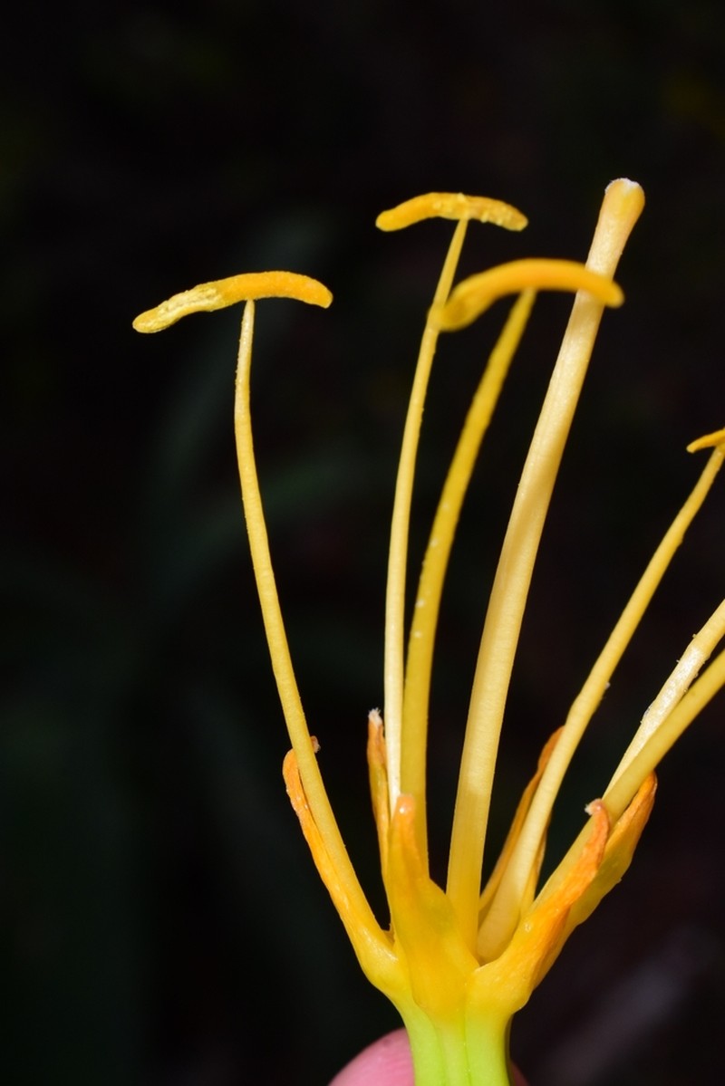 Agave antillarum photo 2