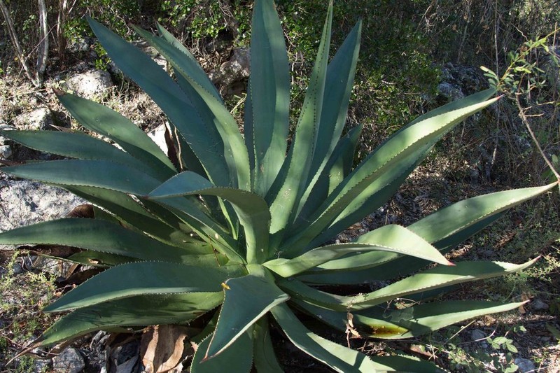 Agave antillarum photo 3
