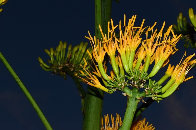 Agave antillarum photo 4