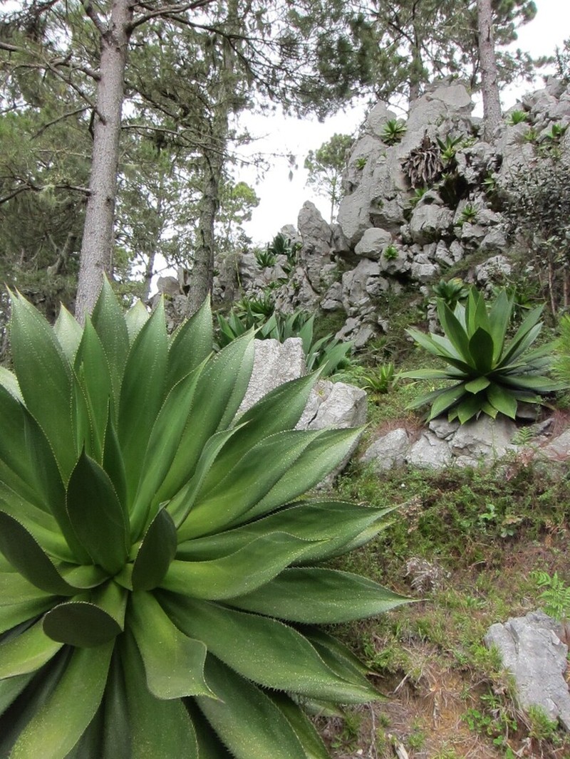 Agave antillarum photo 5