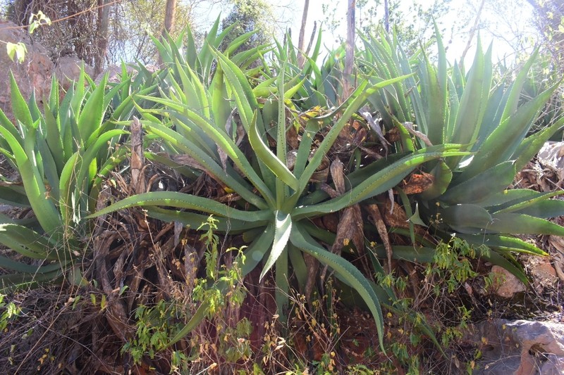 Agave antillarum photo 6