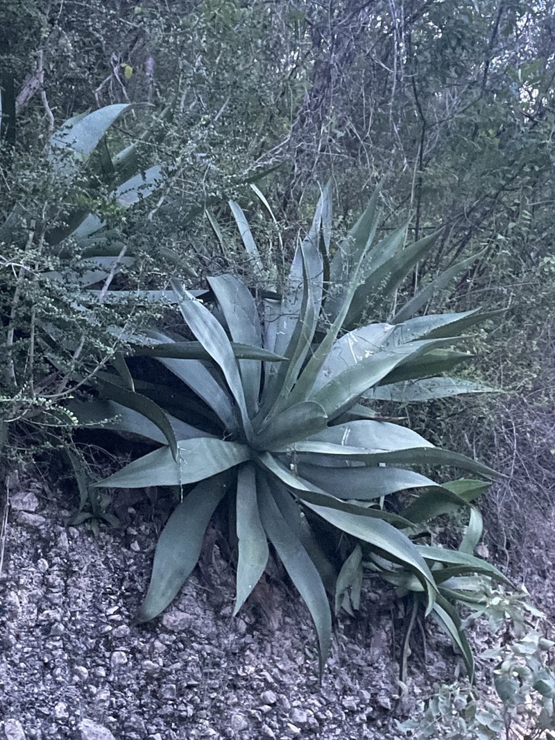 Agave antillarum photo 7