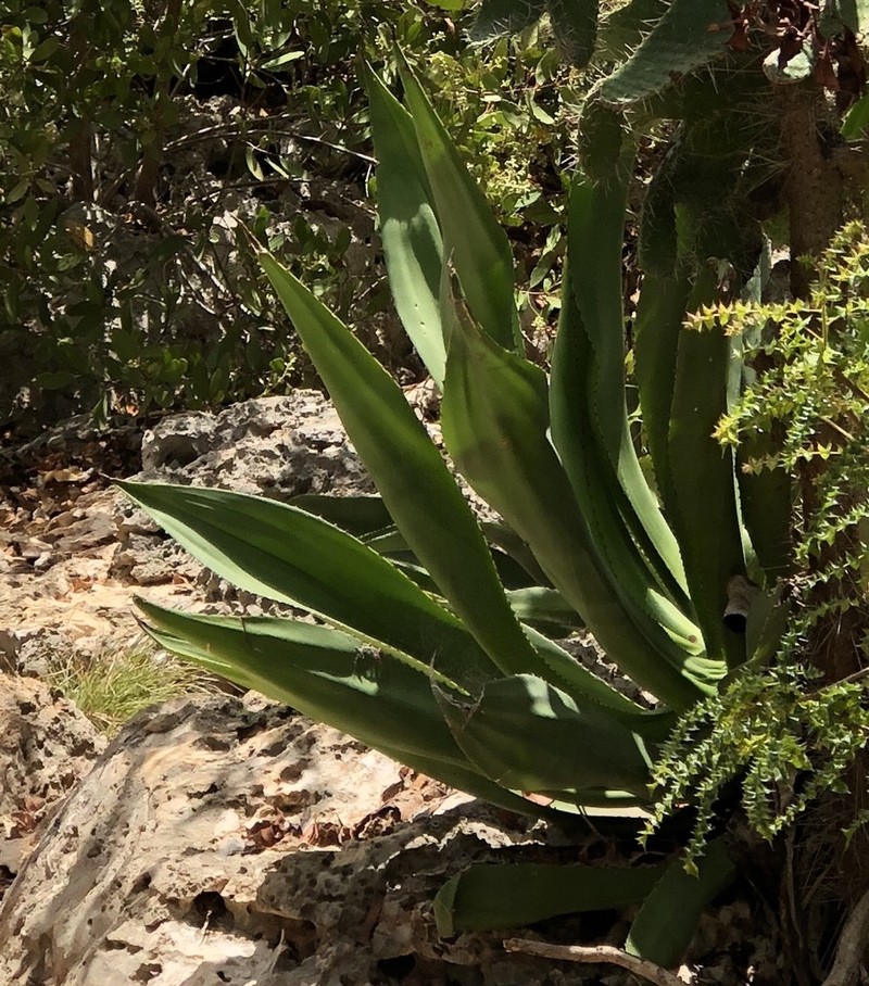 Agave antillarum photo 8