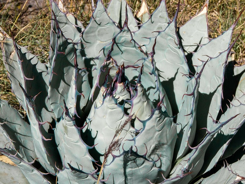 Agave applanata