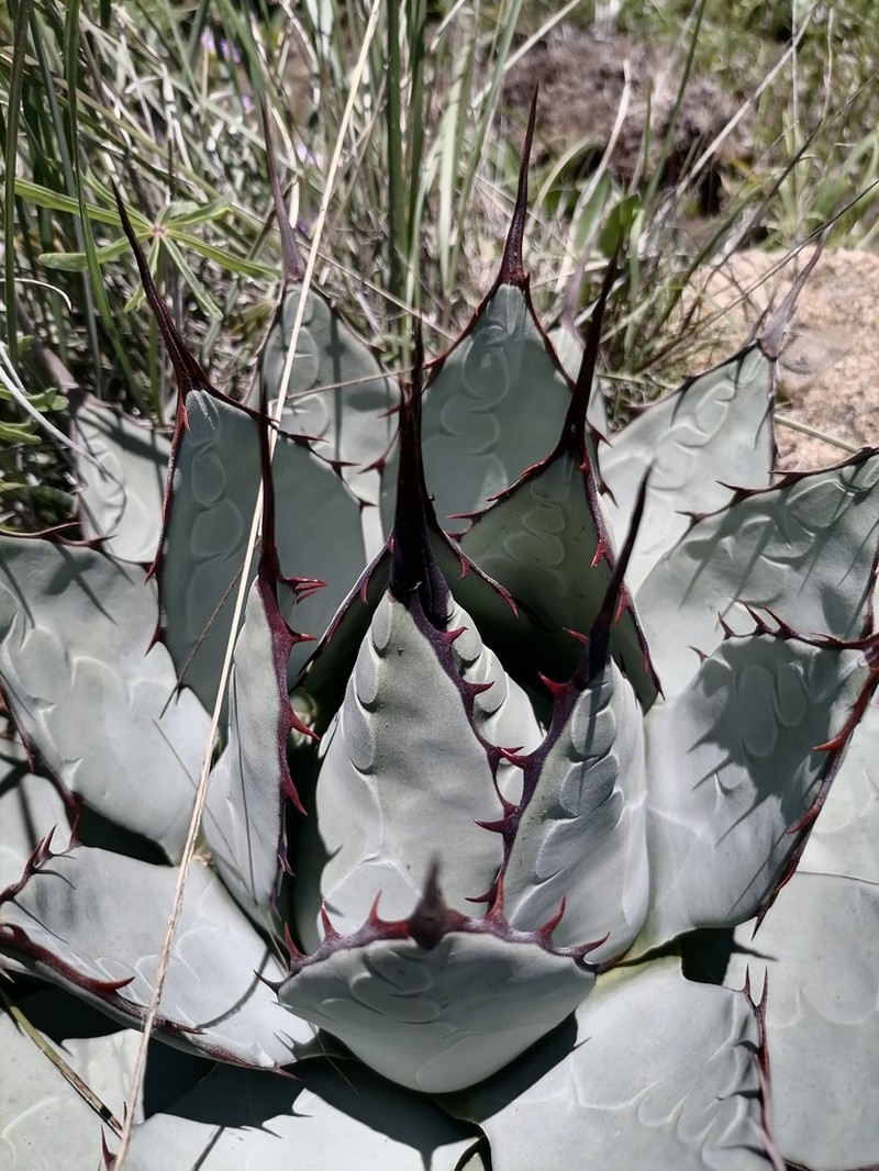 Agave applanata photo 2