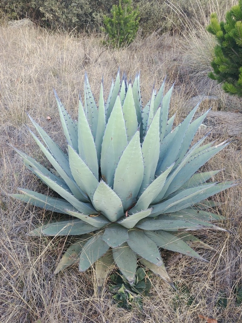 Agave applanata photo 3