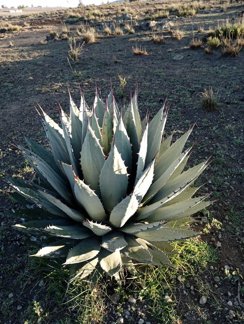 Agave applanata photo 4