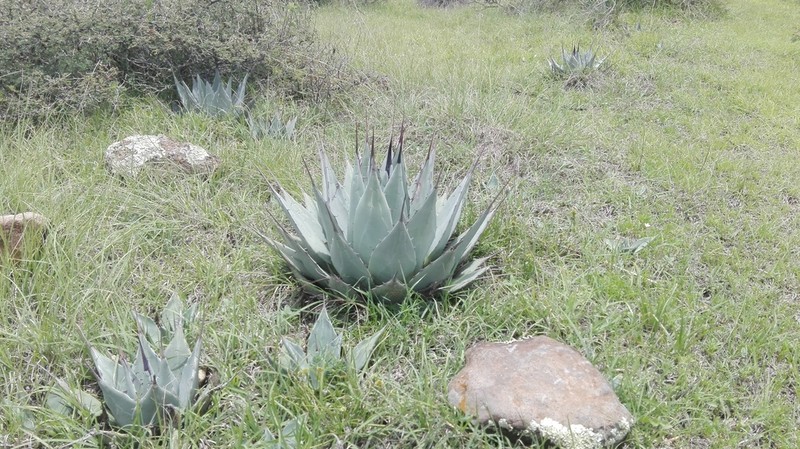 Agave applanata photo 5