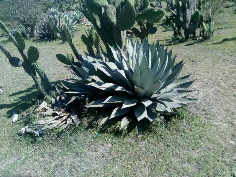 Agave applanata photo 6