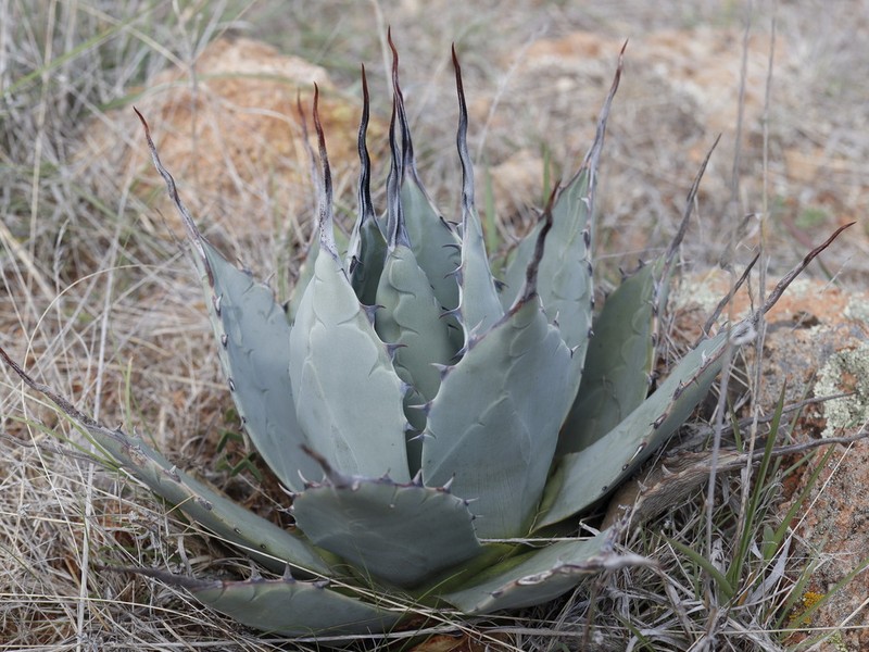 Agave applanata photo 7