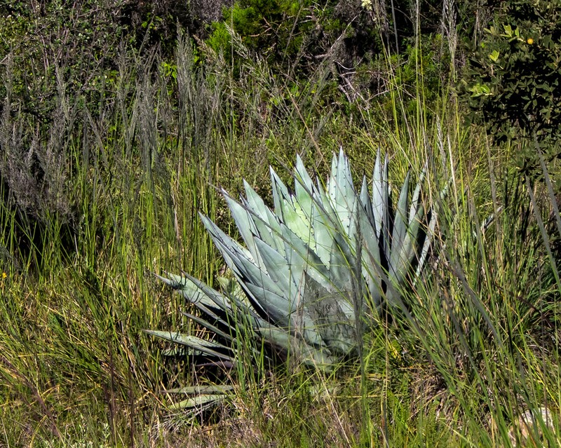 Agave applanata photo 8