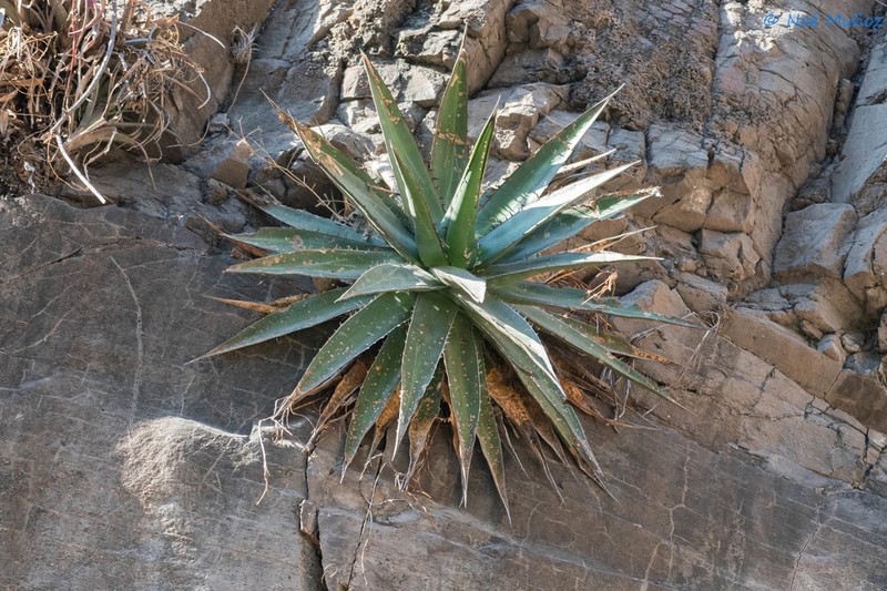 Agave arcedianoensis photo 2