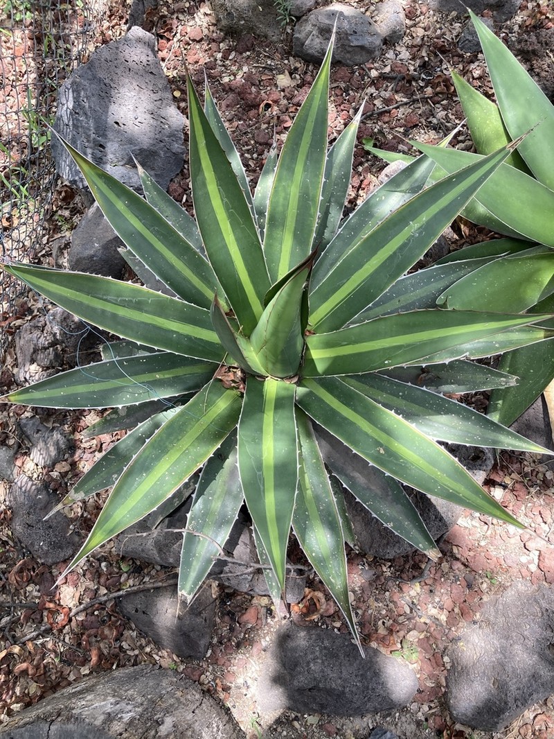 Agave arcedianoensis photo 3