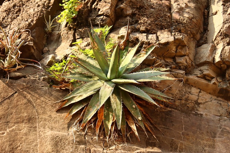 Agave arcedianoensis photo 4