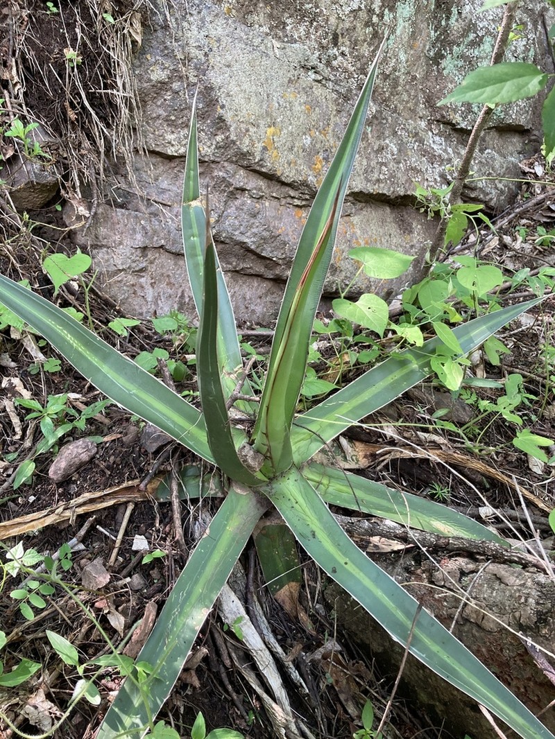 Agave arcedianoensis photo 6