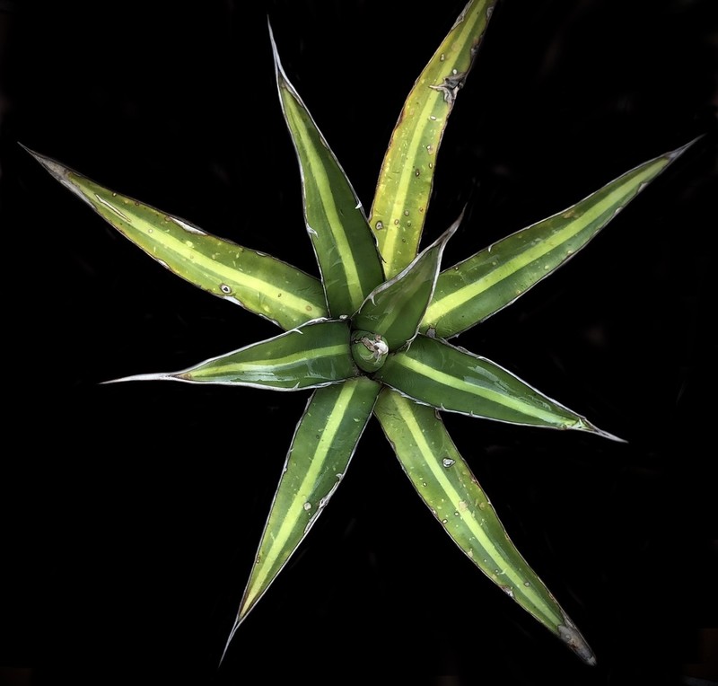 Agave arcedianoensis photo 7