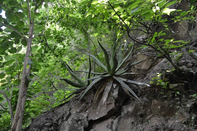 Agave arcedianoensis photo 8