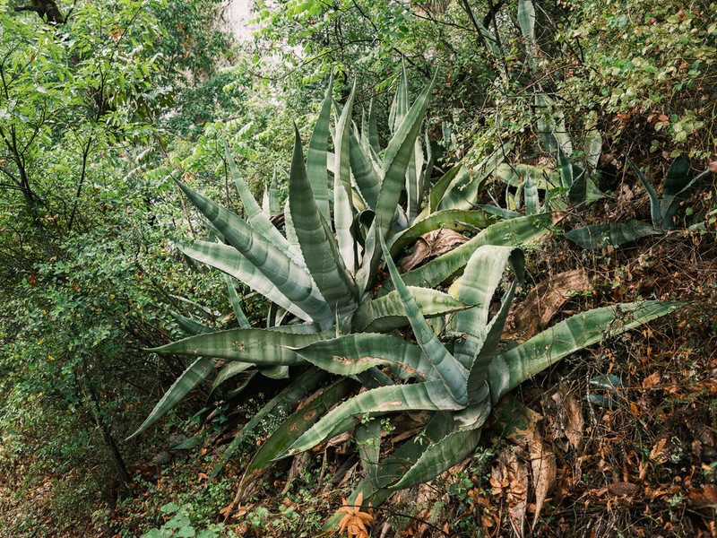 Rough Century Plant