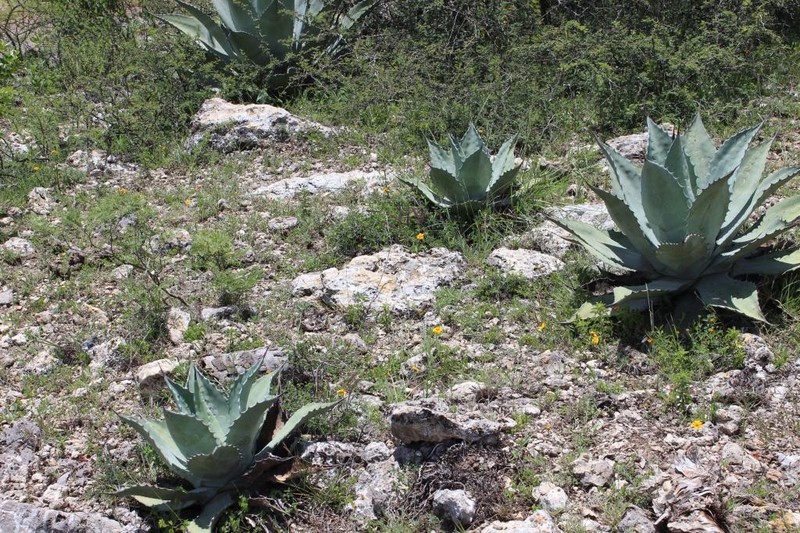 Rough Century Plant photo 3