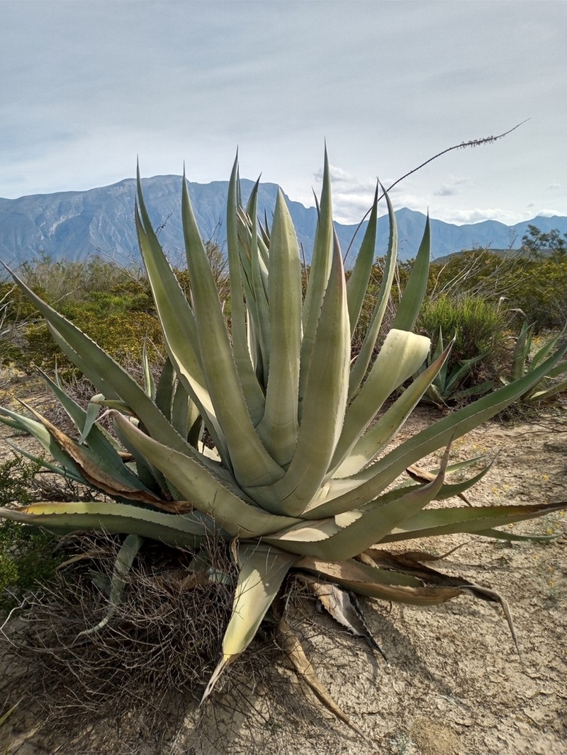 Rough Century Plant photo 4