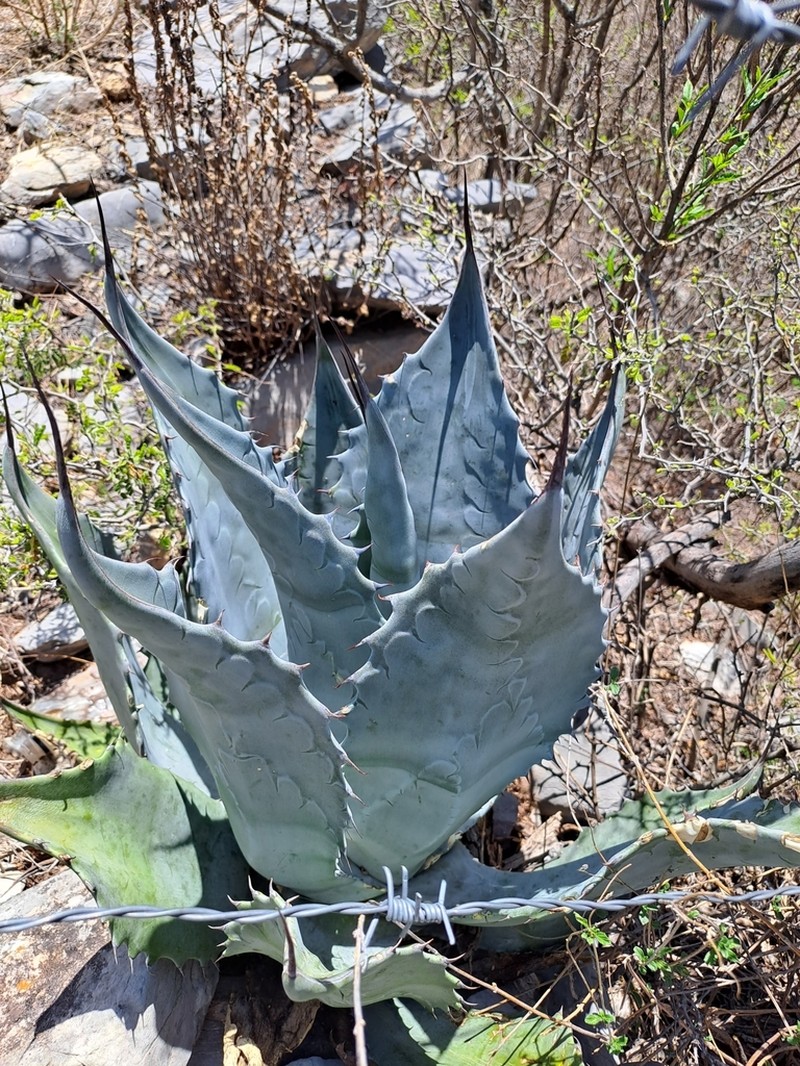 Rough Century Plant photo 5