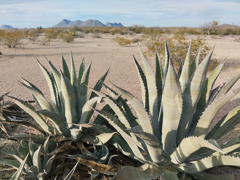 Rough Century Plant photo 6
