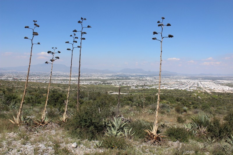 Rough Century Plant photo 7