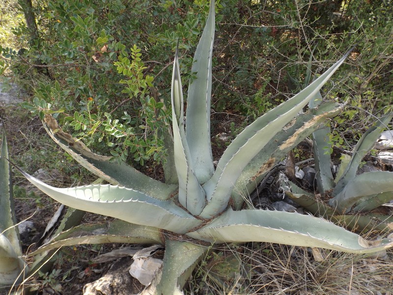 Rough Century Plant photo 8
