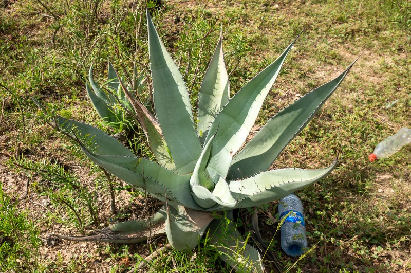 Agave asperrima subsp. asperrima