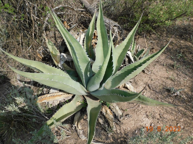 Agave asperrima subsp. asperrima photo 2