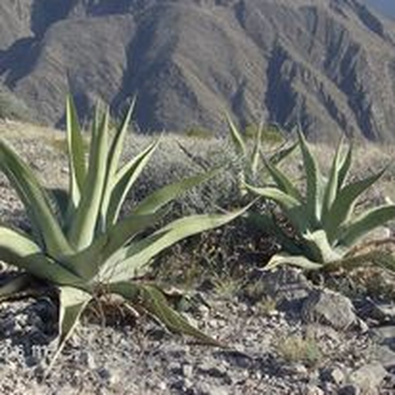 Agave asperrima subsp. asperrima photo 3
