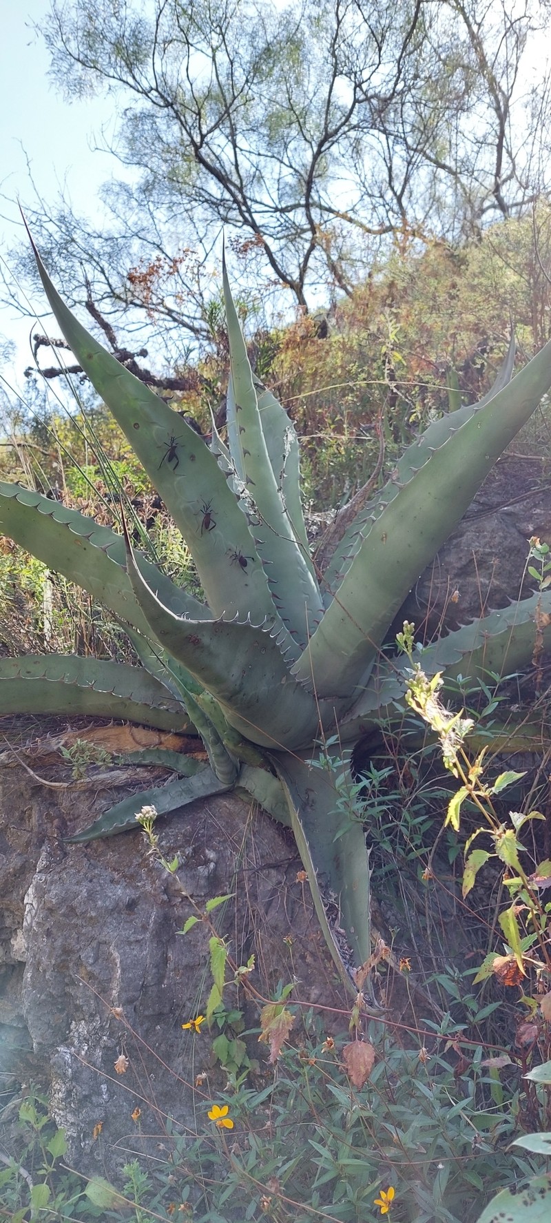 Agave asperrima subsp. asperrima photo 4