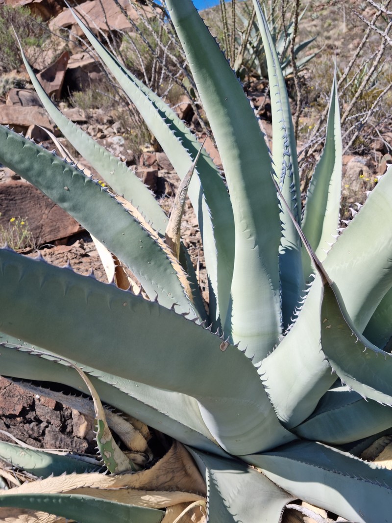 Agave asperrima subsp. asperrima photo 5