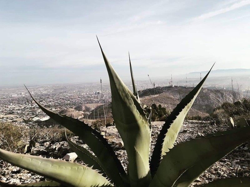 Agave asperrima subsp. asperrima photo 6