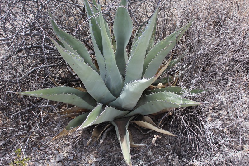 Agave asperrima subsp. asperrima photo 7