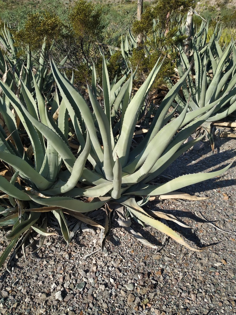 Agave asperrima subsp. asperrima photo 8