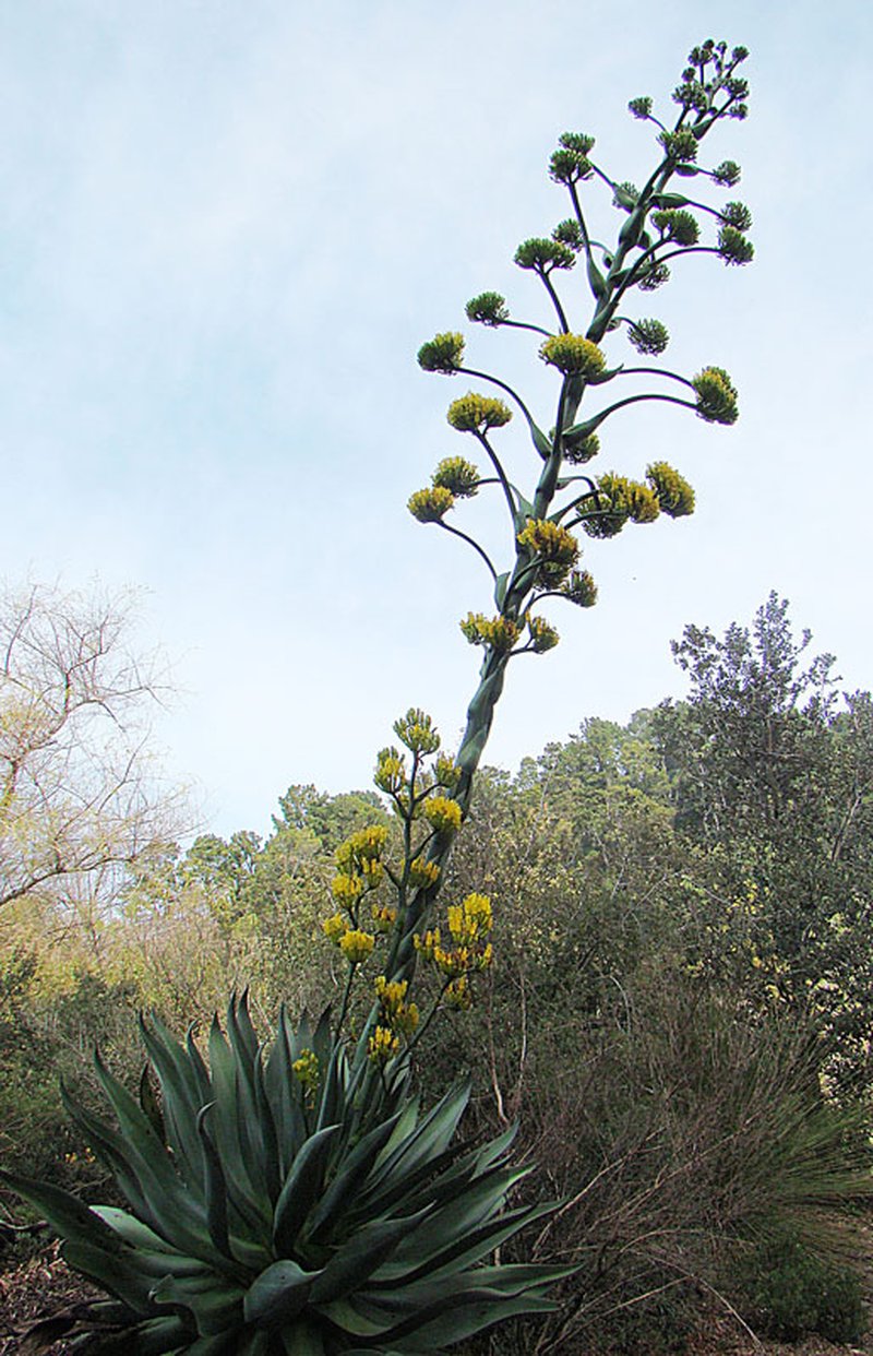 Maguey