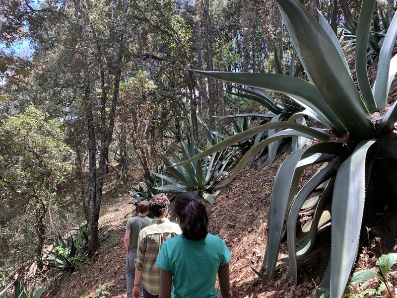 Maguey photo 3